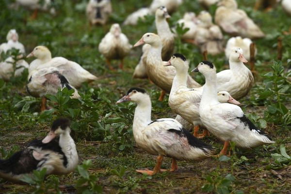 Photo d'illustration. Des canards en plein air dans une ferme des Landes en décembre 2020. 