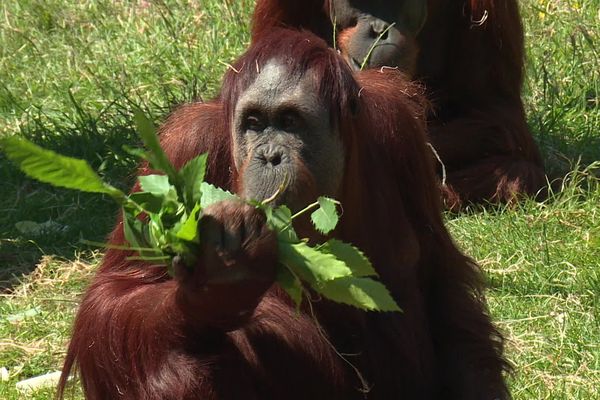 Manis avait hâte de revoir du monde à La Boissière-du-Doré