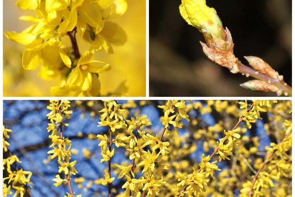 Le forsythia en fleurs en mars avril