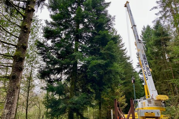 Le sapin pour la Place Kléber à Strasbourg a été coupé ce 15 octobre 2024