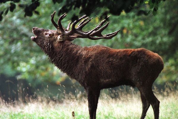 Le cerf est un animal emblématique de la forêt de Tronçais, dans l'Allier.