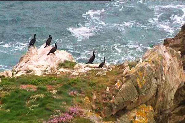 Un site protégé très apprécié des cormorans