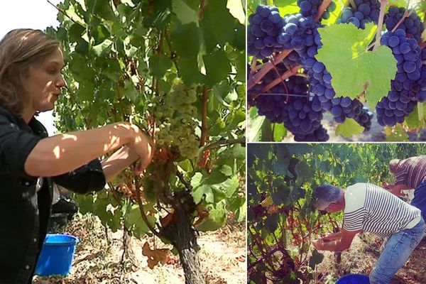 J'ai testé pour vous les vendanges à Châtel-de-Neuvre, dans l'Allier. Une journée à passer dans les vignes et la cave d'un domaine pour découvrir cette activité saisonnière. 