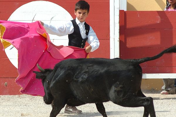 Un élève de l'école taurine d'Arles s'entraîne aux passes de cape avec un jeune taureau - archives- 2007