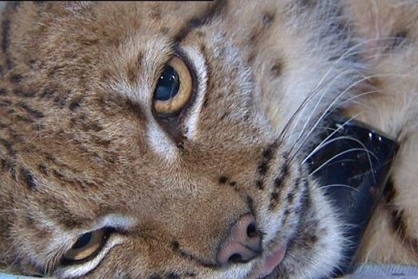 Vogna, du nom du lieu où le jeune lynx a été capturé, a été relâché après une consultation publique qui a réuni 1500 participants.