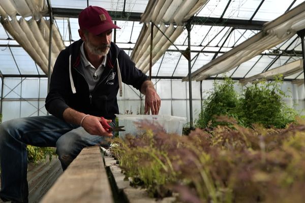 Depuis huit ans, à Saint-Victor-l'Abbaye, Guillaume Schlur associe élevage de poissons et cultures maraîchères sous serre. C'est le principe de l'aquaponie.