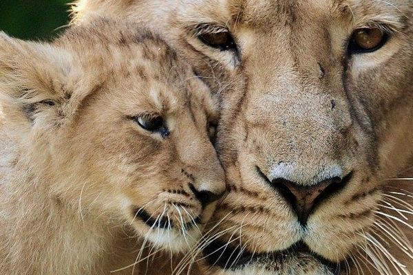 Naissance Rare D Un Lionceau D Asie Au Zoo De La Citadelle De Besancon