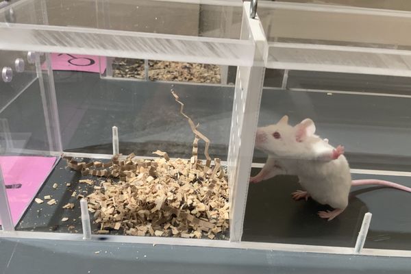 La souris détermine sa préférence aux odeurs