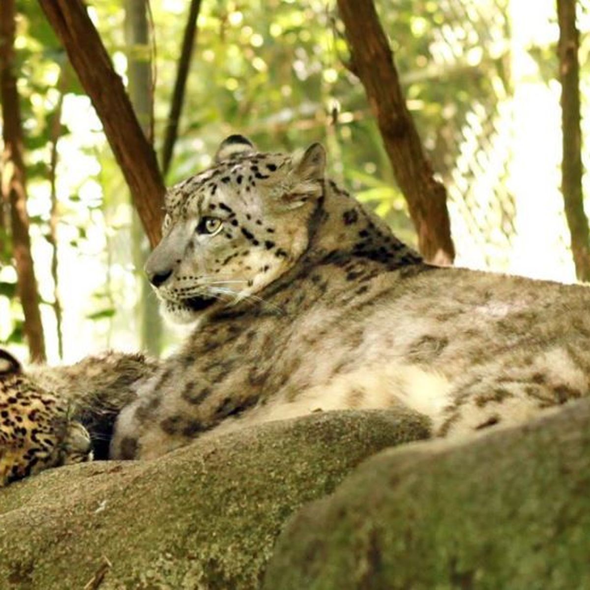 Bearn Video Des Deux Bebes Pantheres Des Neiges Nes Au Zoo D Asson