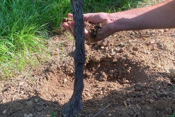 Ici un sol argilo-calcaire, terroir très présent en Alsace