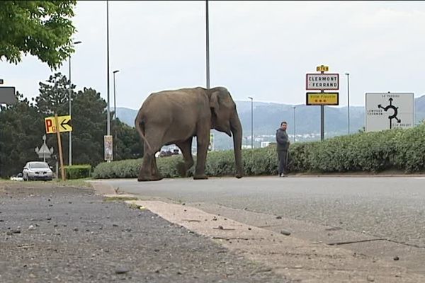 Selon le cirque, les éléphants traversent chaque jour la route pour aller manger de l'herbe.