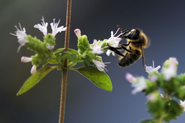 Apprendre à reconnaître les plantes aromatiques et à les cuisiner, ça s'apprend. Photo d'illustration.