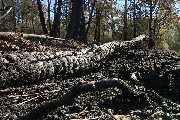 Un arbre carbonisé au coeur de la forêt de la Double