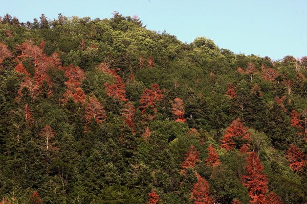 Dans la Loire, notamment autour de Noirétable, les forêts d'épicéas, de pins et de sapins meurent inexorablement à cause des canicules et des sécheresses successives. 