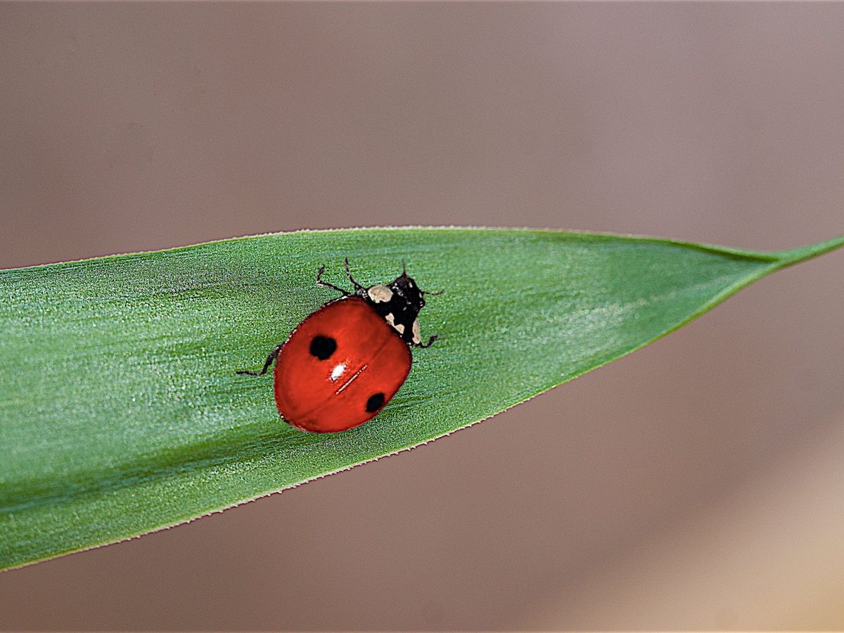 Pour lutter contre les pucerons des pontes de coccinelles