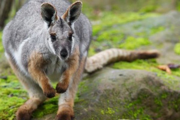 C'est un animal identique à celui-ci qui a été capturé par l'équipe spécialisée des pompiers vendredi 29 juillet 2016. 