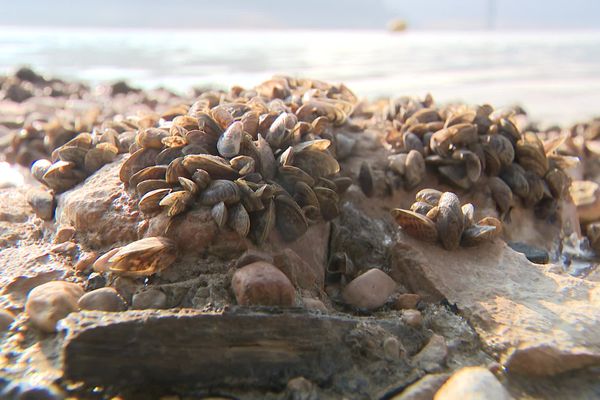 La moule zébrée colonise le lac de Vouglans dans le Jura.