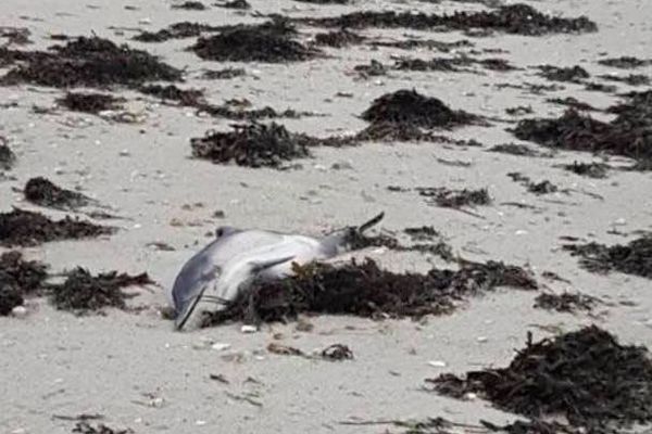 Un dauphin a été retrouvé échoué sur la plage de Carnac suite à la tempête Freya.