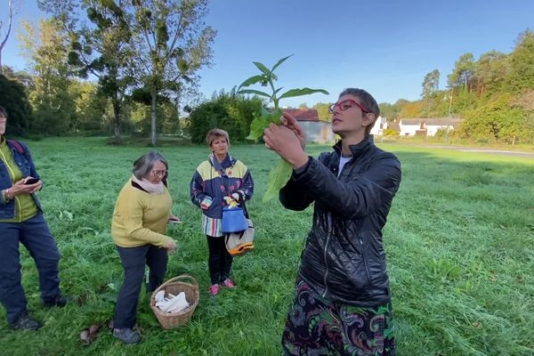 Amandine Lebert, cueilleuse professionnelle et ambassadrice du collectif Les Triplettes roses a organisée à Céré-la-Ronde une journée de découverte des plantes sauvages comestibles au profit de la recherche contre le cancer du sein triple négatif.