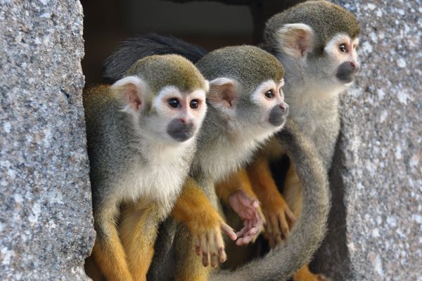 2 singes saïmiris ont été volés à Port-Saint-Père en Loire-Atlantique