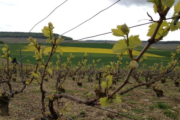 Chardonnay sur le domaine expérimental de Plume Coq du CIVC à Chouilly (Marne) 