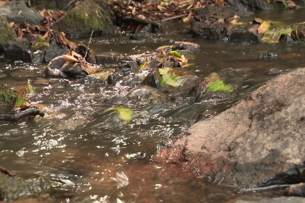 Le ruisseau de la Baize, affluent de la Grosne, a bénéficié de l'eau de l'étang du Paluet