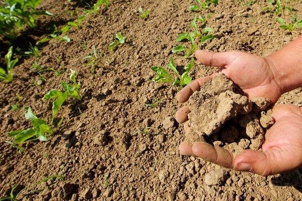 Image d'illustration. La sécheresse dans un champ d'agriculteur à Nomain, le 1er juin 2017