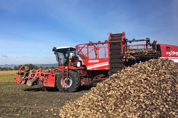 Quelque 330 planteurs de betteraves de la plaine de la Limagne, dans le Puy-de-Dôme, assignent Cristal Union en justice.