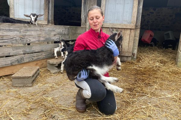 Anaïs Bossy travaille dans la ferme depuis 8 mois