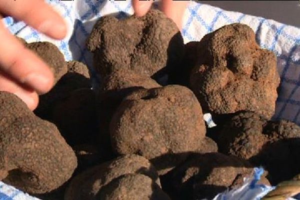 La France produit en année normale 40 à 50 tonnes de "Tuber mélanosporum"