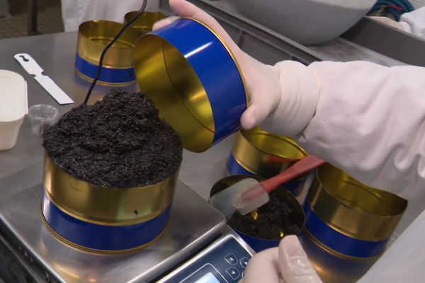 La production de caviar de Charente-Maritime offre pas moins de douze variétés de caviar, issues de trois espèces différentes d’esturgeons.