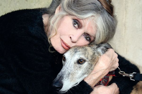 Dans une lettre ouverte à la préfecture du Var, Brigitte Bardot demande une "année blanche de la chasse" suite à l'incendie qui ravage le massif des Maures.