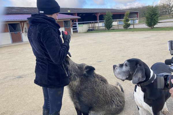 Le parquet de Troyes ordonne de placer Rillette dans une société de dressage d'animaux pour le cinéma.