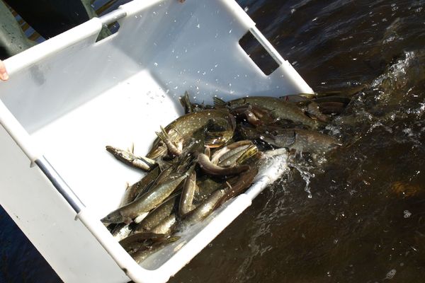 Rempoissonnement dans la Lac de Guerlédan