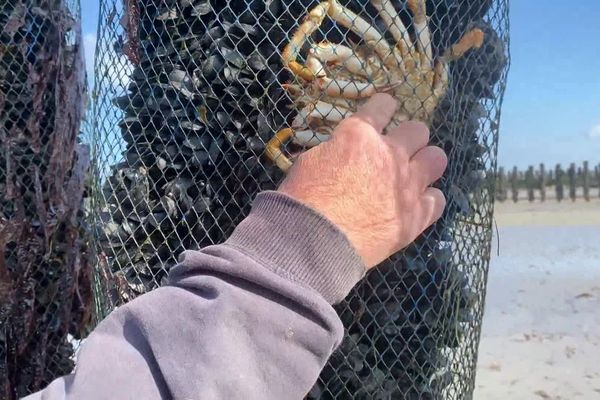 Même enveloppées par des gaines en plastique, les moules de bouchot de la Côte d'Émeraude peinent à être protégées de la voracité des araignées de mer. Saint-Jacut de la Mer, septembre 2024