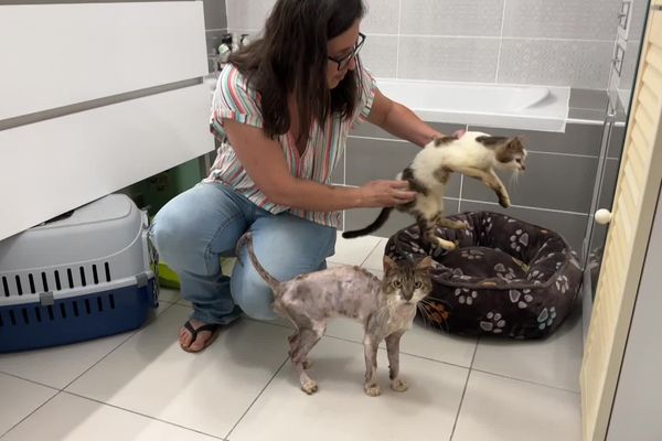 Après l'enfer de l'appartement de la rue Lamartine de Nice, ces chats retrouvent gout à la vie, en attendant d'être adoptés.