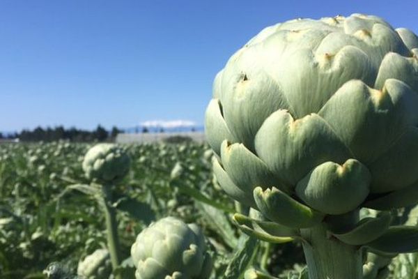 L'artichaut du Roussillon est le premier sur le marché français, apprécié pour son goût et ses effets sur la santé, ses ventes ont presque doublé en quatre ans - 3 avril 2017