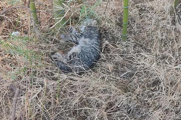 Un des chats du refuge "Un poil de bonheur" du Soler, retrouvé mort.