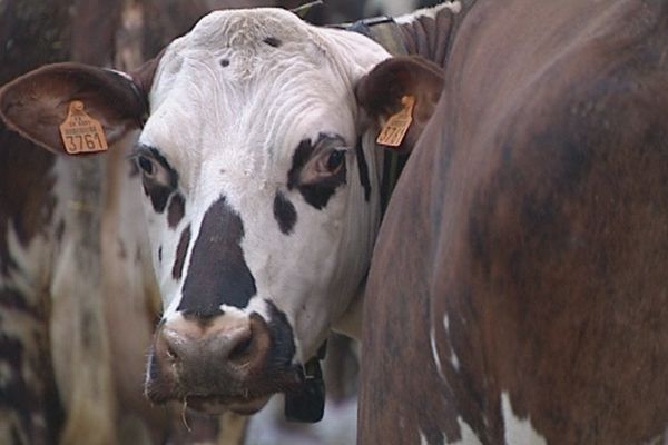 Evane, meilleure vache normande au Concours général agricole 2015