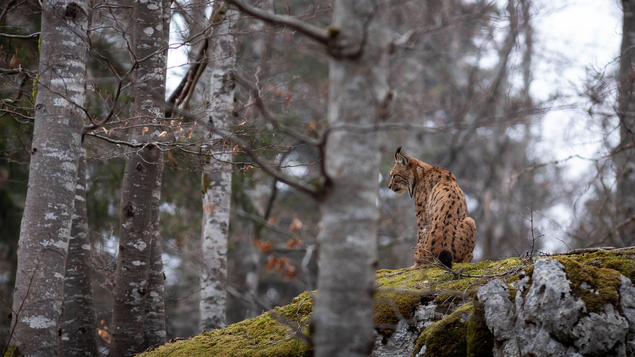 La première vision de la photographe est un lynx qui se tient dos à elle.