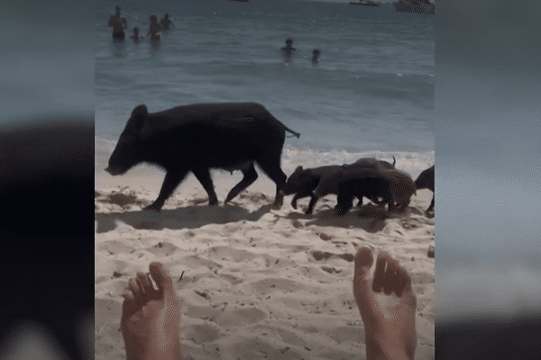 L'après-midi était bien agréable pour les baigneurs de plage de Pampelonne, quand soudain, au milieu des transats, une famille de sangliers s'est invitée.