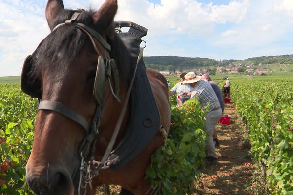 Quille, 800 kilos, participe pour la sixième fois aux vendanges au domaine Lafarge.