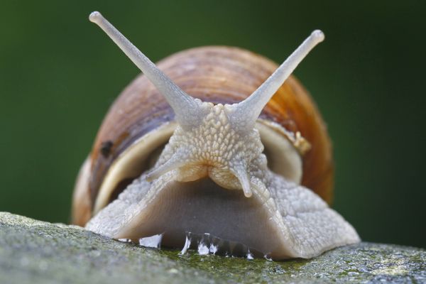 L'escargot, un animal plein de ressources.