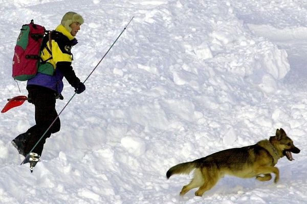 Un chien sauveteur en recherches durant un exercice de recherches