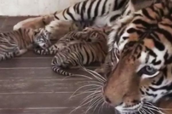 La maman tigre et ses 4 bébés