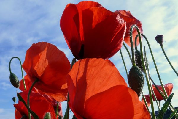 "Appel des coquelicots", 375 rassemblements prévus vendredi contre les pesticides