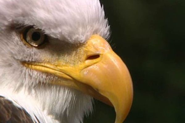 Plus d’une douzaine de rapaces seront présentés : aigle, buses, faucons, hiboux grand duc etc.