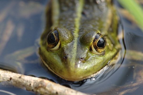 Grenouille