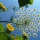 Des petites fleurs sur des tiges qui composent une grosse fleur sur une tige, c'est la composition en fractale de l'ombelle.