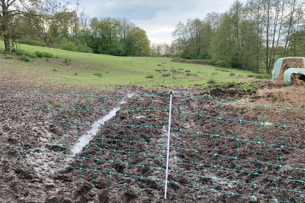 Une clôture électrifiée a été installée le 23 avril pour tenter de protéger la pâture.